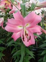 [5162 Pink Palace No02.JPG]